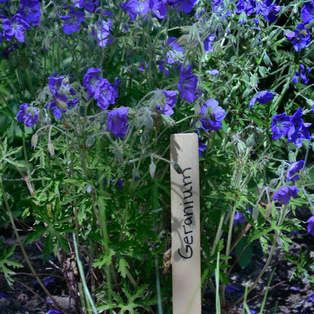 Wooden Craft Sticks Make Beautiful Garden Markers